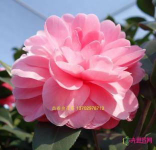 茶花(乔依肯德立克)